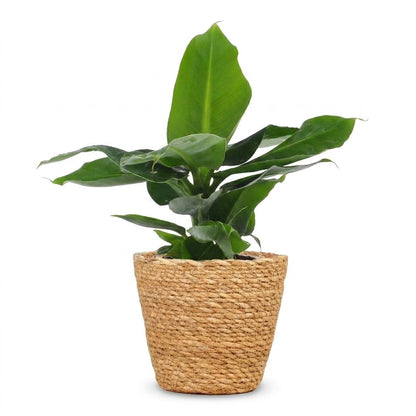 Green boutiQ - Musa Oriental Dwarf - Dwergbanaan - 1 Plant - met Mand - Pot 12cm - Hoogte 30cm