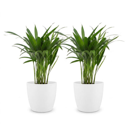 Green boutiQ - Areca Lutescens - Goudpalm - 2 Planten - met Potter Wit - Pot 12cm - Hoogte - 45cm