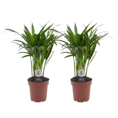Green boutiQ - Areca Lutescens - Goudpalm - 2 Planten - Pot 12cm - Hoogte - 45cm