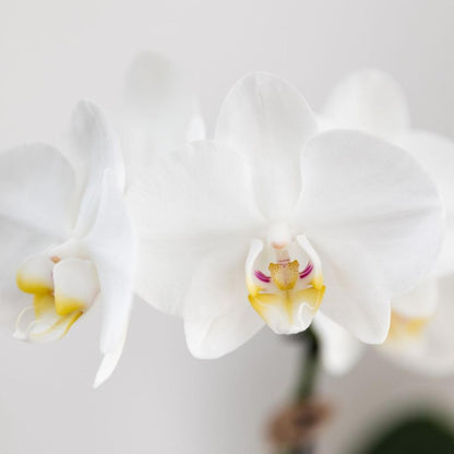 Kolibri Orchids | witte Phalaenopsis orchidee potmaat Ø9cm | Amabilis | bloeiende kamerplant - vers van de kweker