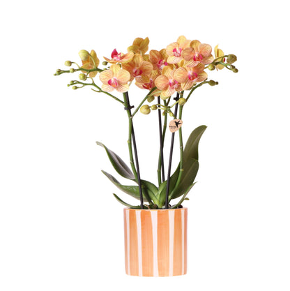 Kolibri Orchids | Orange Phalaenopsis Orchid - Jamaica + Painted Stripe Pot Orange - Pot Size Ø9cm | Flowering Houseplant - Fresh from the Grower