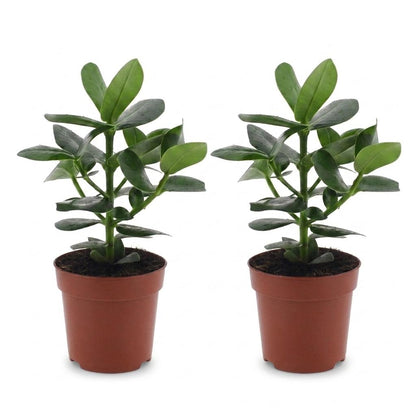 Green boutiQ - Clusia Princess - Clusia - 2 Planten - Pot 12cm - Hoogte - 40cm