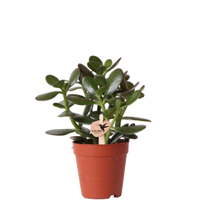 Kolibri Greens | Groene plant - Succulent Crassula Ovata potmaat Ø9cm | groene kamerplant - vers van de kweker - Ø9cm