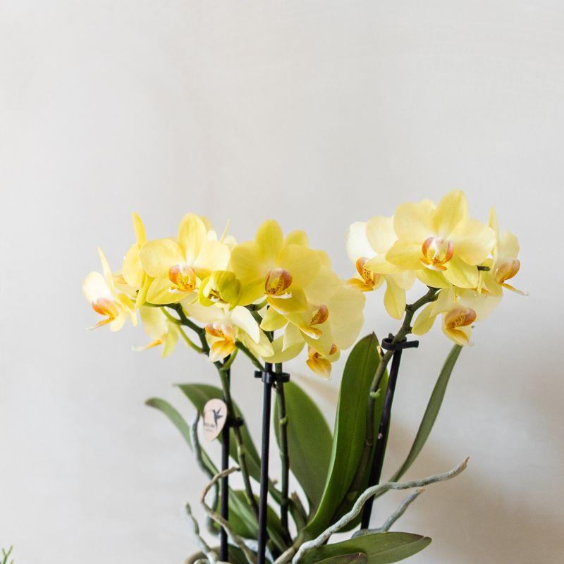 Kolibri-Orchideen | Gelbe Phalaenopsis-Orchidee – Albenga + Painted Stripe, gelber Topf – Topfgröße Ø 9 cm | Blühende Zimmerpflanze – frisch vom Züchter