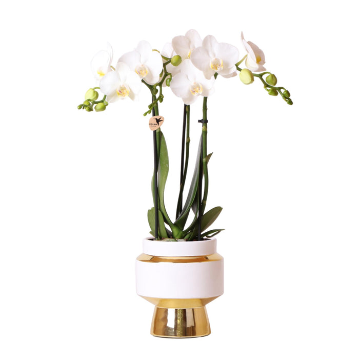 Kolibri Orchids | Witte Phalaenopsis Amabilis + Le Chic sierpot goud | Ø9 cm | 40 cm