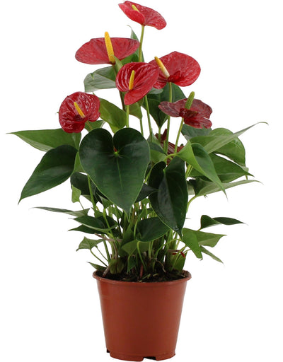 Anthurium Success Red in transparenter Hülle - Ø14cm - ↕43cm