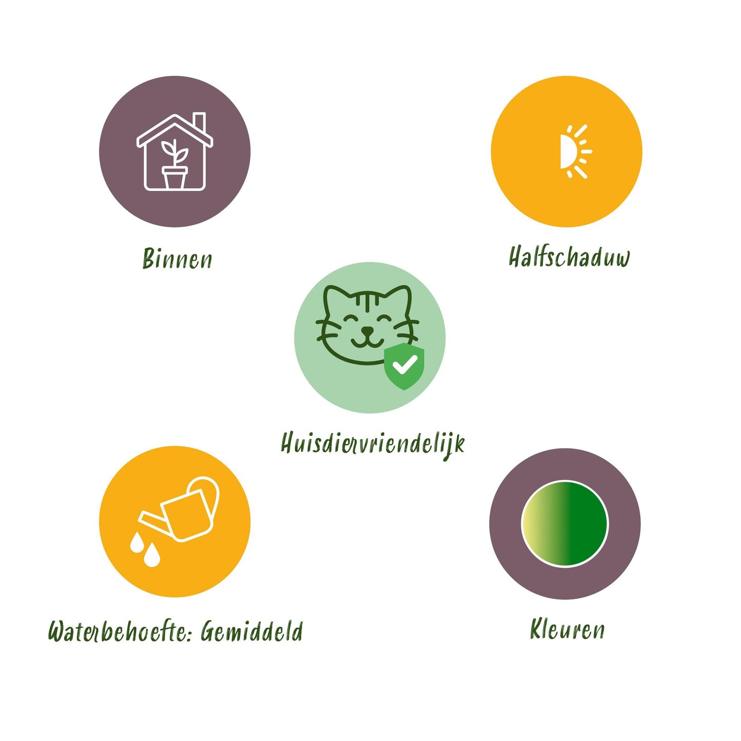 Green boutiQ - Kamerplant - Chlorophytum comosum Bonnie - Krullende Graslelie - Huisdiervriendelijk - Bont - 4 Planten - Pot 12cm - Hoogte 20-25cm