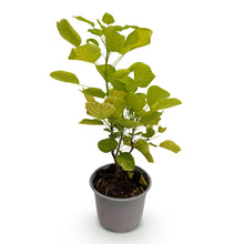 Green boutiQ - Tuinplant - Cotinus coggyria Golden Spirit - Geel - 1 Plant - Bladverliezend - Weinig Onderhoud - Pot 12cm Hoogte 35cm