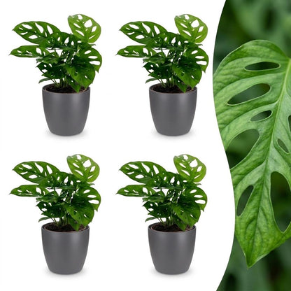Green boutiQ - Monstera Adansonii - Rhaphidophora Tetrasperma - 4 Planten - met Potter Grijs - Pot 12cm - Hoogte 25cm