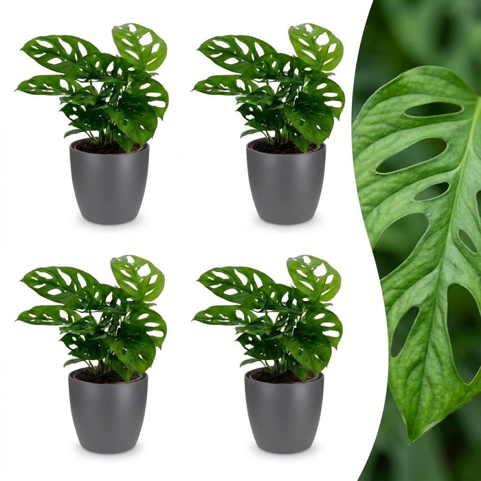 Green boutiQ - Monstera Adansonii - Rhaphidophora Tetrasperma - 4 Planten - met Potter Grijs - Pot 12cm - Hoogte 25cm