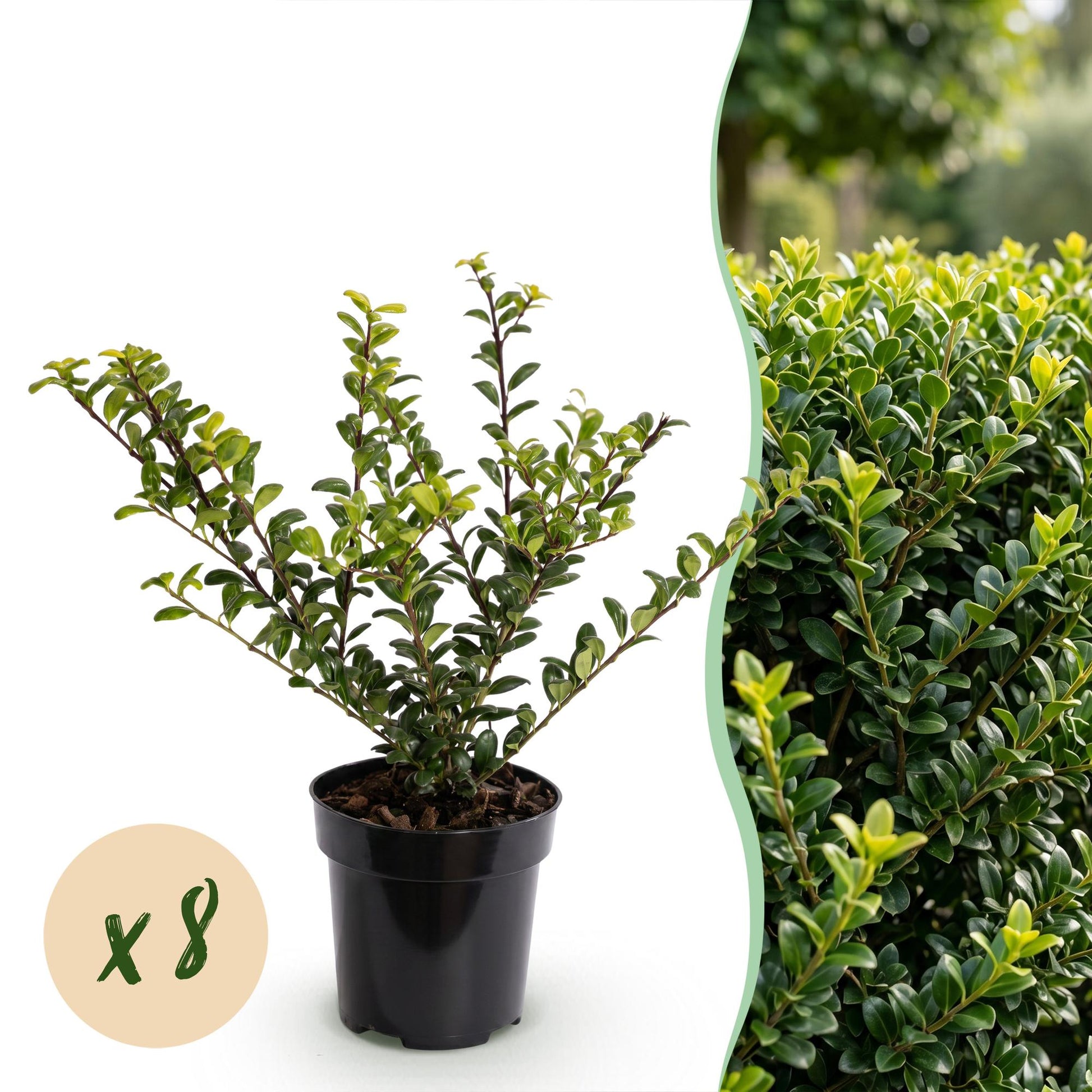 Ilex Crenata Golden Gem haagplanten in pot, 8 stuks, met glanzende bladeren en gele tinten, hoogte 20-30 cm.