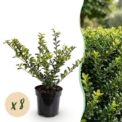 Ilex Crenata Golden Gem haagplanten in pot, 8 stuks, met glanzende bladeren en gele tinten, hoogte 20-30 cm.