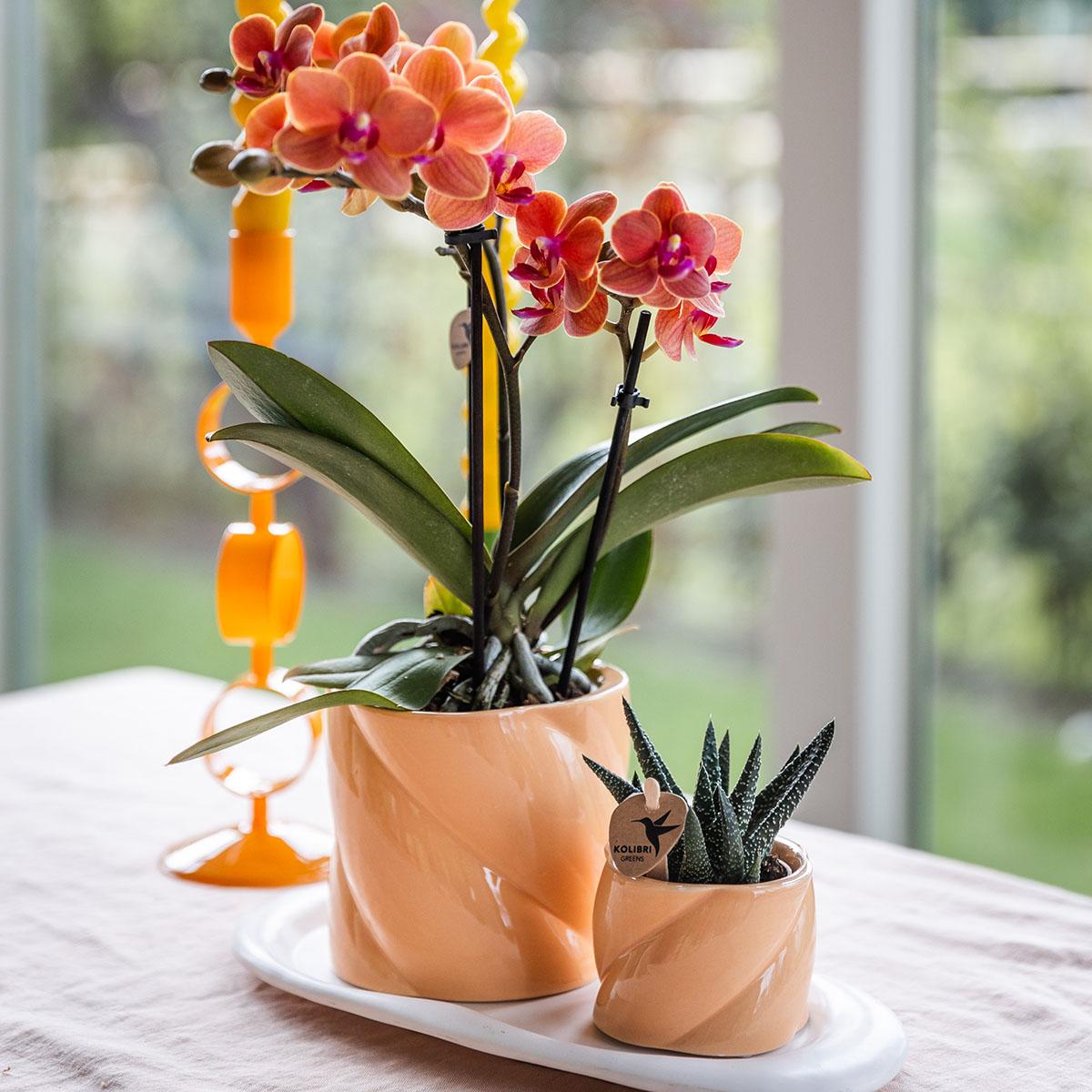 gift set orchidee met groene plant in een peachy pot op een wit organisch dienblad.