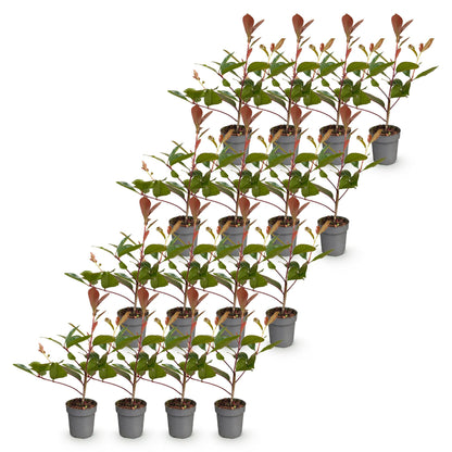 Green boutiQ - 16x Photinia fraseri Red Robin - Glansmispel - Haagplanten - Groenblijvend - Rood - Pot 9cm - Hoogte 25-35cm
