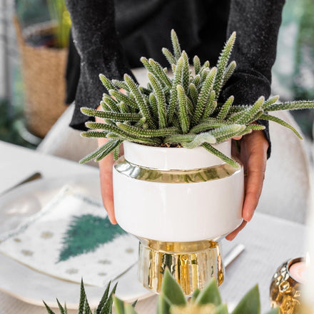 Hummingbird Greens | Succulent set of 2 plants in gold Le Chic decorative pots - ceramic pot size Ø9cm