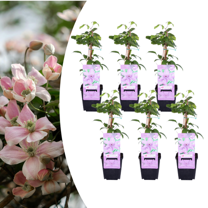 6x Clematis ‘Hagley Hybrid’ – P9 pot – prachtige roze bloeiende klimplant