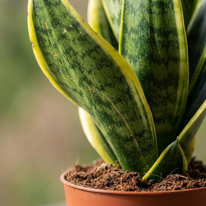 Green boutiQ - Sansevieria Future Superb - Vrouwentong - 4 Planten - met Mand - Pot 12cm - Hoogte 35cm