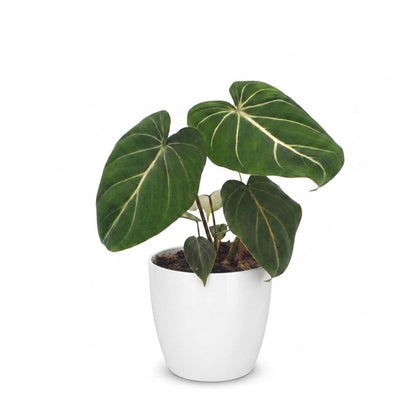 Green boutiQ - Philodendron Gloriosum - Glorie Philodendron - 1 Plant - met Potter Wit - Pot 12cm - Hoogte - 25cm