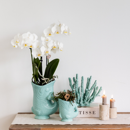 Kolibri-Orchideen | Weiße Phalaenopsis-Orchidee (Amabilis) + Türkisfarbener Fischtopf (Ø 9 cm) | Blühende Zimmerpflanze – frisch vom Züchter