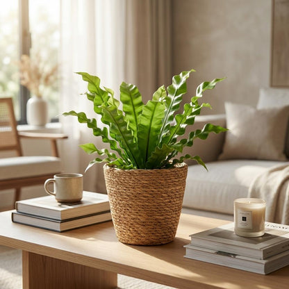 Green boutiQ - Asplenium Crispy Wave - Asplenium Crispy Wave - 4 Planten - met Mand - Pot 12cm - Hoogte - 30cm