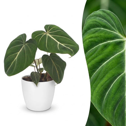 Green boutiQ - Philodendron Gloriosum - Glorie Philodendron - 1 Plant - met Potter Wit - Pot 12cm - Hoogte - 25cm