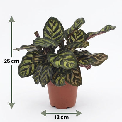 Green boutiQ - Calathea Makoyana - Pauwenplant - 2 Planten - met Mand - Pot 12cm - Hoogte - 25cm