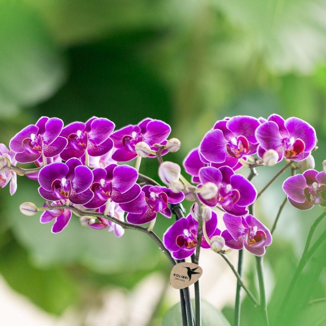 Kolibri Orchids | Paarse phalaenopsis orchidee potmaat Ø9cm | Morelia | bloeiende kamerplant - vers van de kweker