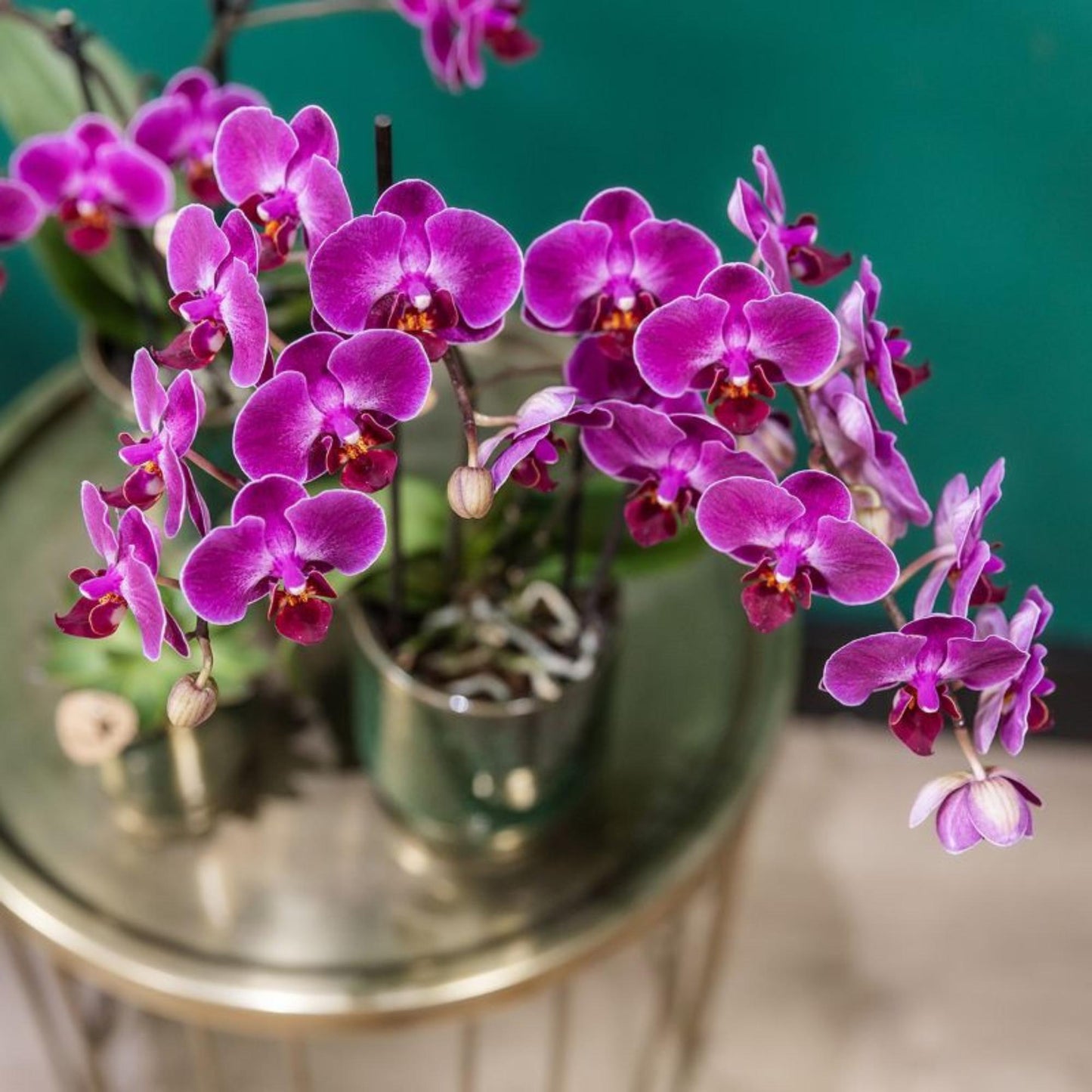 Kolibri Orchids | Paarse phalaenopsis orchidee potmaat Ø9cm | Morelia | bloeiende kamerplant - vers van de kweker