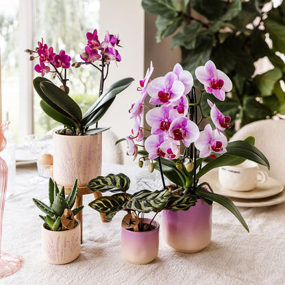 Kolibri Home | Gradience sierpot - Purple - Ø6cm