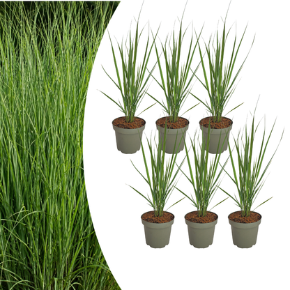 6x Panicum virgatum ‘Northwind’ – Sterk opgaand siergras met strakke groeivorm | Potmaat 12 cm