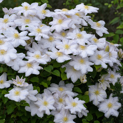 6x Clematis ‘Miss Bateman’ – P9 pot – elegante witte bloeiende klimplant