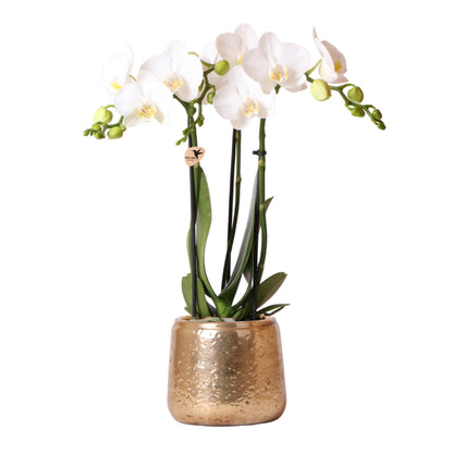 Kolibri Orchideen | Weiße Phalaenopsis-Orchidee – Amabilis + Luxuriöser, dekorativer Topf, Gold – Topfgröße Ø 9 cm – 40 cm hoch | Blühende Zimmerpflanze im Blumentopf – frisch vom Züchter