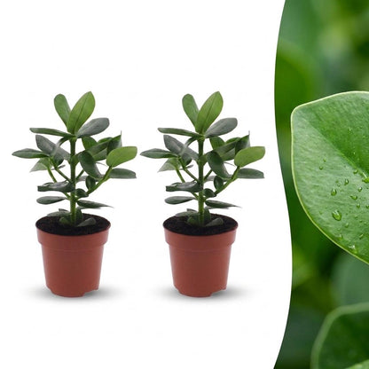 Green boutiQ - Clusia Princess - Clusia - 2 Planten - Pot 12cm - Hoogte - 40cm