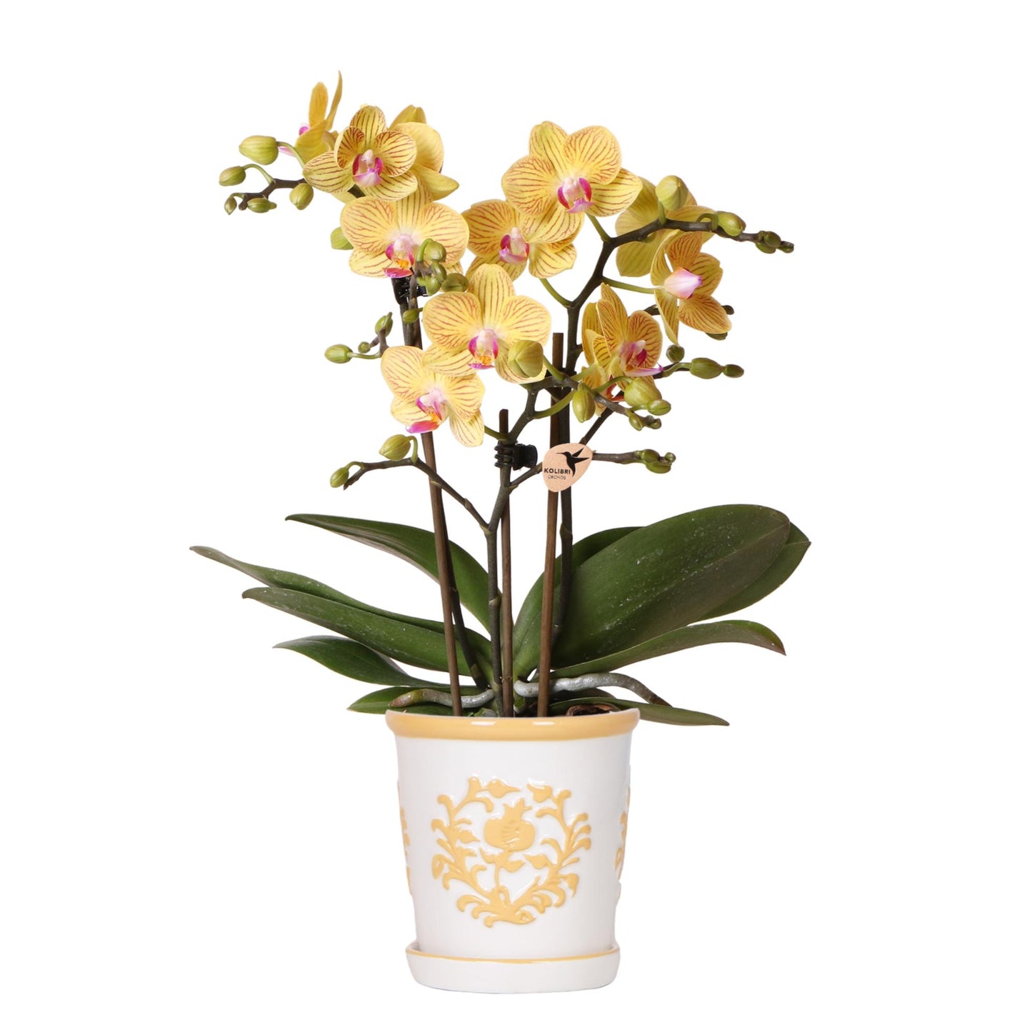 Hummingbird Orchids | Yellow orchid Lima + Malaga decorative pot light orange - pot size Ø9cm | flowering houseplant - fresh from the grower