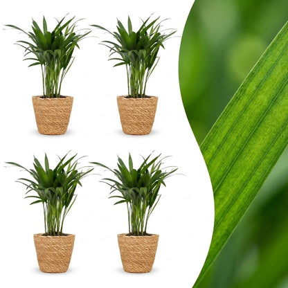 Green boutiQ - Areca Lutescens - Goudpalm - 4 Planten - met Mand - Pot 12cm - Hoogte - 45cm