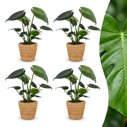Green boutiQ - Monstera Deliciosa - Gatenplant - 4 Planten - met Mand - Pot 12cm - Hoogte 30cm