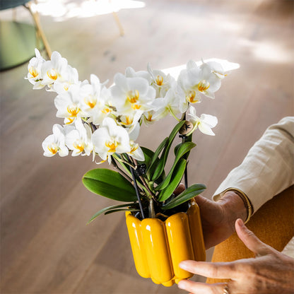 Kolibri Orchideen | Weiße Phalaenopsis-Orchidee, Topfgröße Ø 9 cm | Lausanne | Blühende Zimmerpflanze – frisch vom Züchter