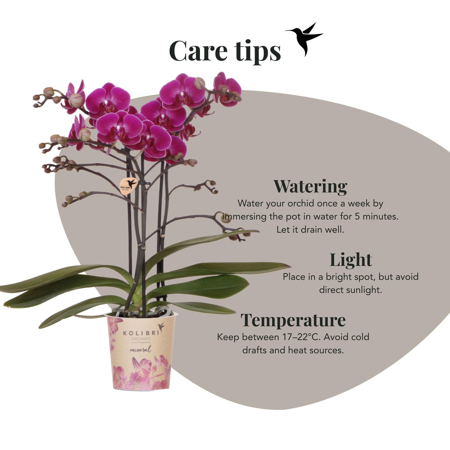 Kolibri Orchids | Paarse phalaenopsis orchidee potmaat Ø9cm | Morelia | bloeiende kamerplant - vers van de kweker