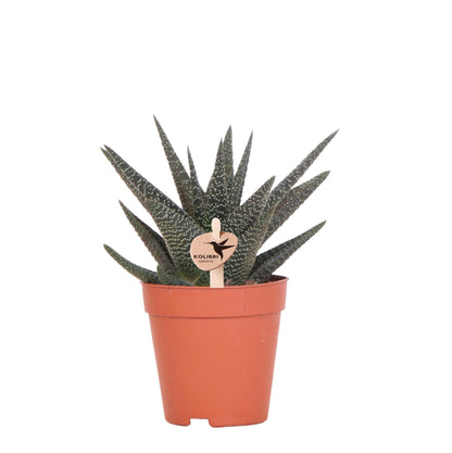 Kolibri Greens | Groene plant - Succulent Haworthia Royal Highnness potmaat Ø9cm | groene kamerplant - vers van de kweker