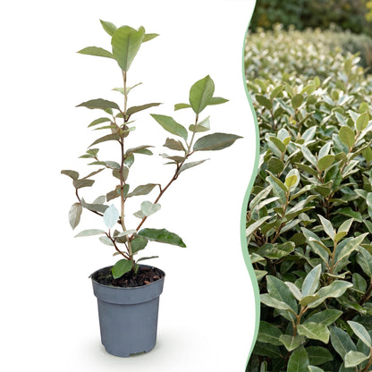 Green boutiQ - 16x Eleagnus ebbingei Compacta - Olijfwilg - Haagplanten - Groenblijvend - Grijs - Pot 9cm - Hoogte 25-35cm