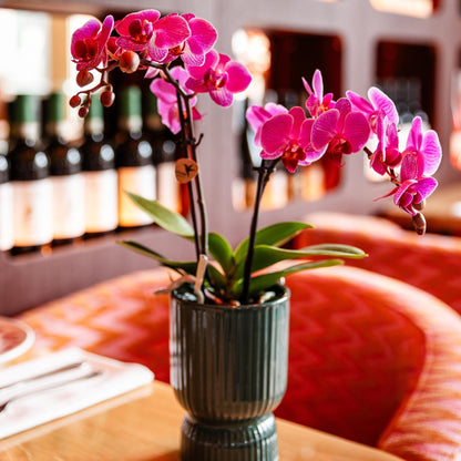 Kolibri-Orchideen | Lila/Rosa Phalaenopsis-Orchidee, Topfgröße Ø9cm | Wien | Blühende Zimmerpflanze – frisch vom Züchter