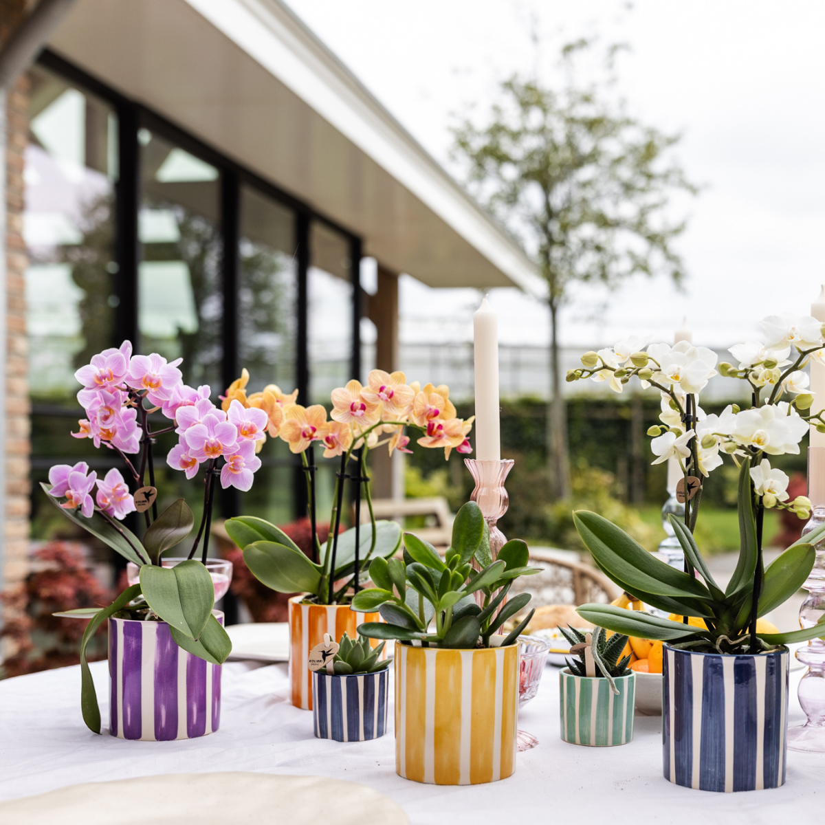 Kolibri Orchids | Orange Phalaenopsis orchid pot size Ø9cm | Jamaica | flowering houseplant - fresh from the grower