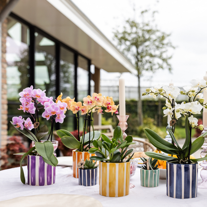 Kolibri Orchids | Orange Phalaenopsis orchid pot size Ø9cm | Jamaica | flowering houseplant - fresh from the grower