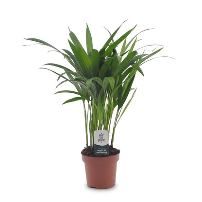 Green boutiQ - Areca Lutescens - Goudpalm - 1 Plant - Pot 12cm - Hoogte - 45cm