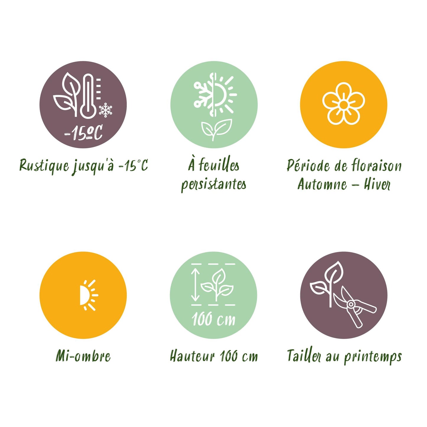 1x - Terrasplant - Skimmia japonica Festival - Bloem Wit & Rood - 15+ Bloemen - 1 Plant - Winterhard - Pot 15cm Hoogte 30cm