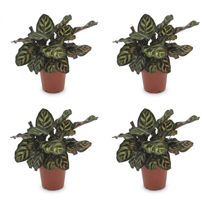 Green boutiQ - Calathea Makoyana - Pauwenplant - 4 Planten - Pot 12cm - Hoogte - 25cm