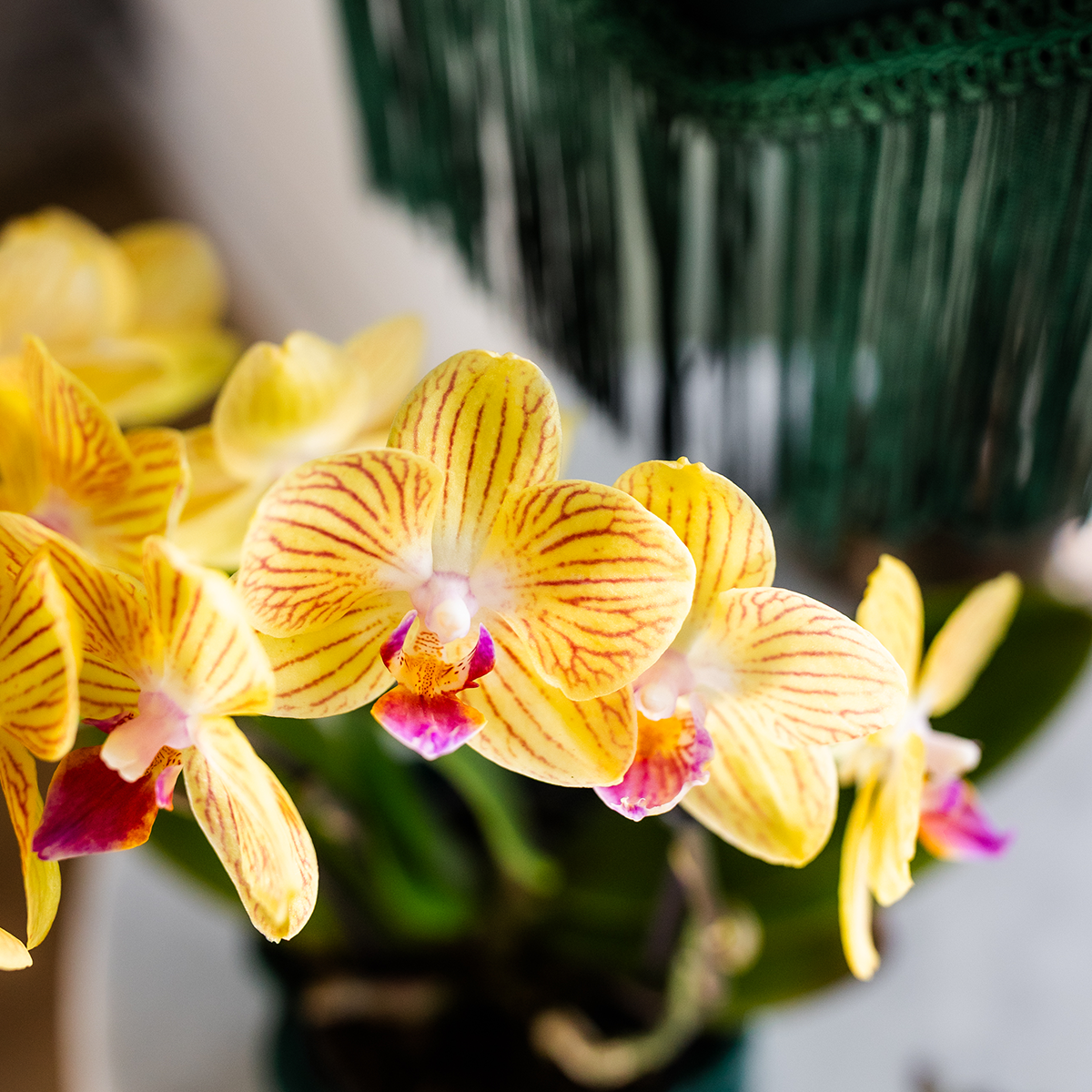 Kolibri-Orchideen | Gelbe Phalaenopsis-Orchidee – Lima – Topfgröße Ø 9 cm | Blühende Zimmerpflanze – frisch vom Züchter