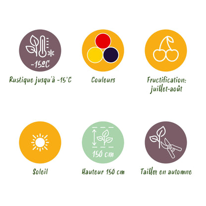 Green boutiQ - Fruitplanten - Tricolour - Rode Bes - Gele Framboos - Zwarte Braam  - Winterhard - 3 Planten - Pot  9cm