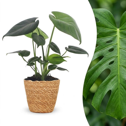 Green boutiQ - Monstera Deliciosa - Gatenplant - 1 Plant - met Mand - Pot 12cm - Hoogte 30cm