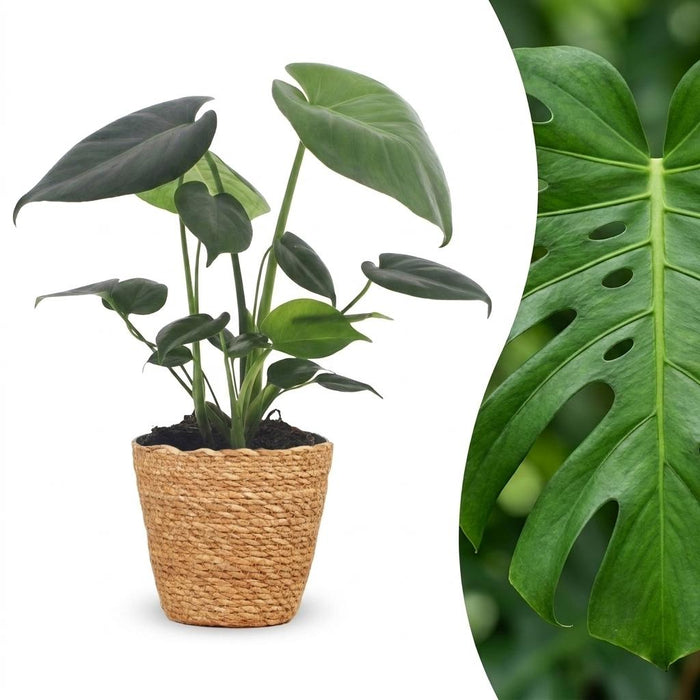 Green boutiQ - Monstera Deliciosa - Gatenplant - 1 Plant - met Mand - Pot 12cm - Hoogte 30cm